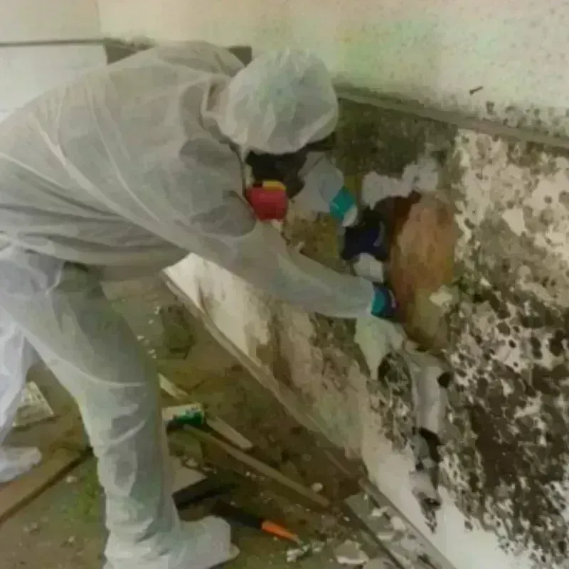 Mold Remediation and Removal in McCamey, TX